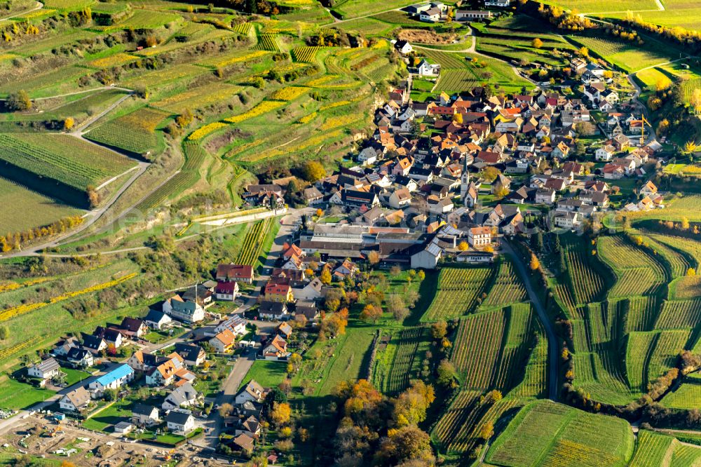 Aerial photograph Bickensohl - Autumnal discolored vegetation view fields of wine cultivation landscape in Bickensohl in the state Baden-Wuerttemberg, Germany