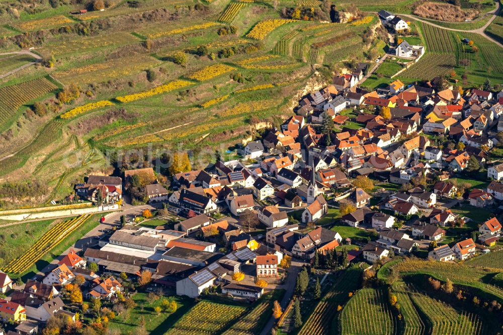 Bickensohl from above - Autumnal discolored vegetation view fields of wine cultivation landscape in Bickensohl in the state Baden-Wuerttemberg, Germany