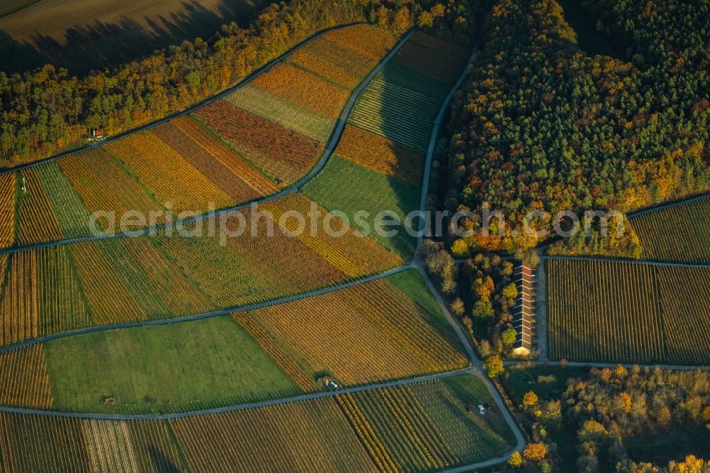 Thüngersheim from above - Autumnal discolored vegetation view fields of wine cultivation landscape on the banks of the Main river in Thuengersheim in the state Bavaria, Germany