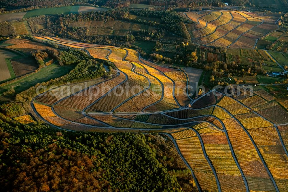 Aerial image Thüngersheim - Autumnal discolored vegetation view fields of wine cultivation landscape on the banks of the Main river in Thuengersheim in the state Bavaria, Germany