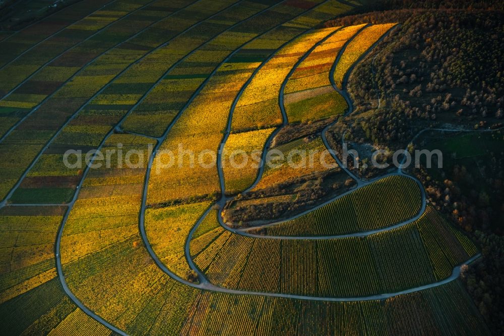 Thüngersheim from above - Autumnal discolored vegetation view fields of wine cultivation landscape Hoehfeldplatte and Scharlachhberg in Thuengersheim in the state Bavaria, Germany