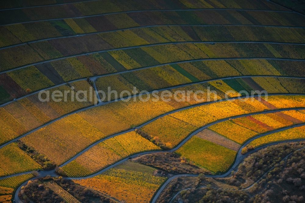Thüngersheim from the bird's eye view: Autumnal discolored vegetation view fields of wine cultivation landscape Hoehfeldplatte and Scharlachhberg in Thuengersheim in the state Bavaria, Germany