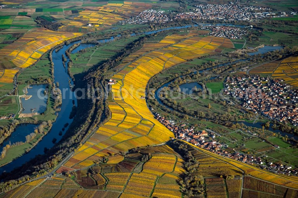 Aerial image Volkach - Autumnal discolored vegetation view fields of wine cultivation landscape on river course of main in Volkach in the state Bavaria, Germany