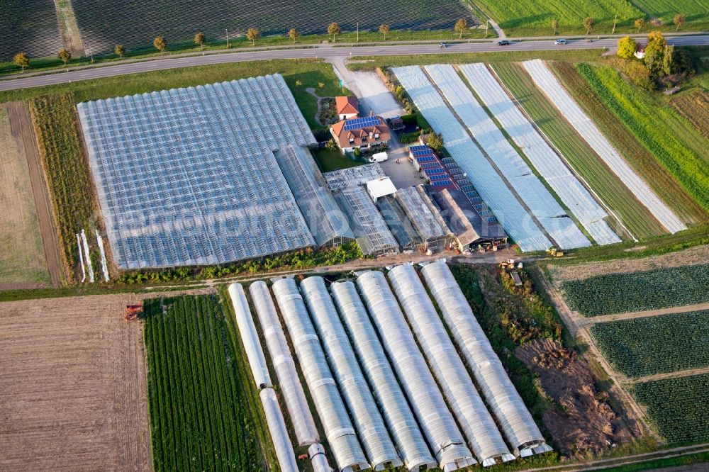 Aerial image Herxheim bei Landau (Pfalz) - Farm shoop with Glass roof surfaces in the greenhouse for vegetable growing ranks in Herxheim bei Landau (Pfalz) in the state Rhineland-Palatinate, Germany