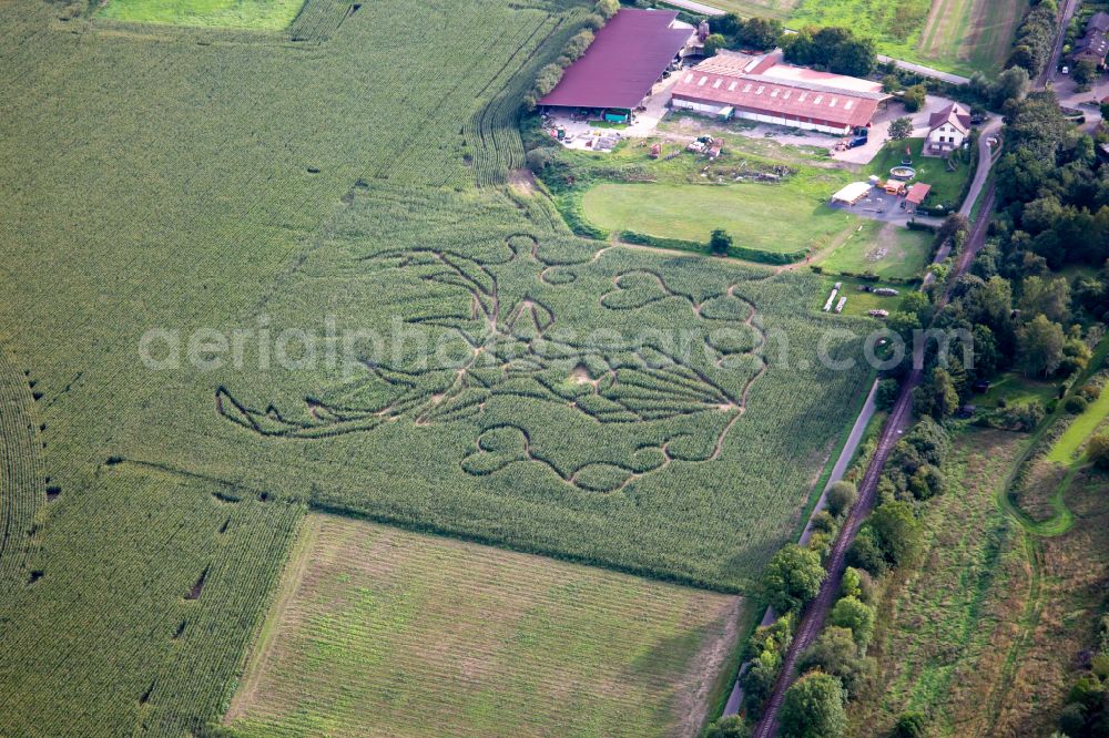 Raumbach from the bird's eye view: Maze - Labyrinth with the outline of a deer in corn-labyrinth Raumbach in a field in Raumbach in the state Rhineland-Palatinate, Germany