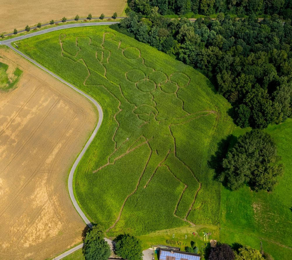 Selm from above - Maze - Labyrinth with the outlines of the Olympic rings and sporty designs on cornfields his Norbert Luenemann horse breeding in Selm in North Rhine-Westphalia