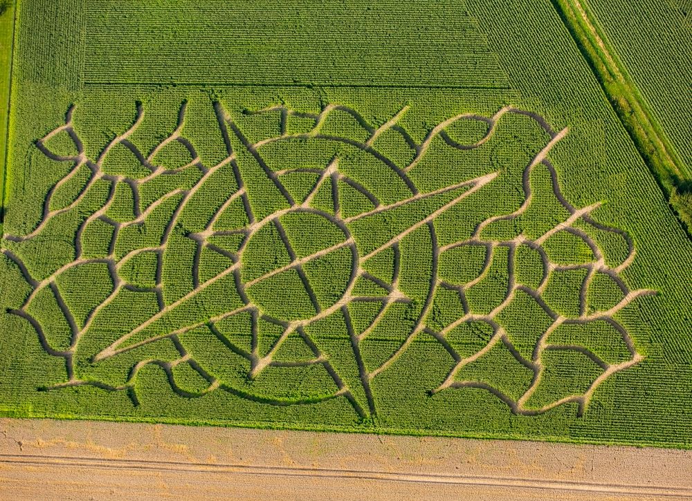 Soest from above - Maze - Labyrinth with the outline of a compass rose in a corn- field in Soest in the state North Rhine-Westphalia