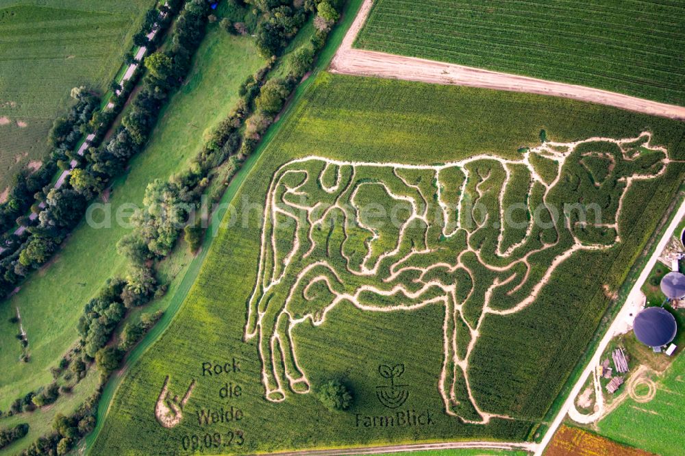 Aerial photograph Oberderdingen - Maze - Corn-Labyrinth with the outline of a cow of Milchhof Laemmle-Hofmann in a field in Oberderdingen in the state Baden-Wuerttemberg, Germany