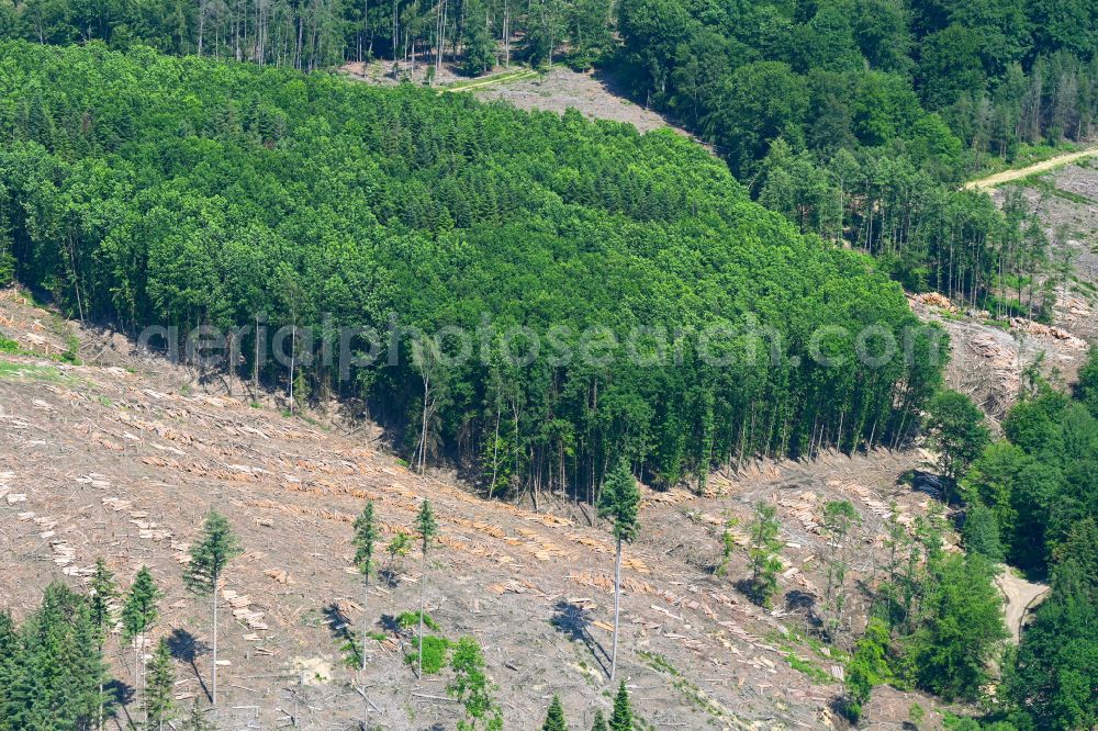 Arnsberg from the bird's eye view: Bald area of a cleared forest with piles of cut tree trunks on street Figgenbergweg in Arnsberg at Sauerland in the state North Rhine-Westphalia, Germany