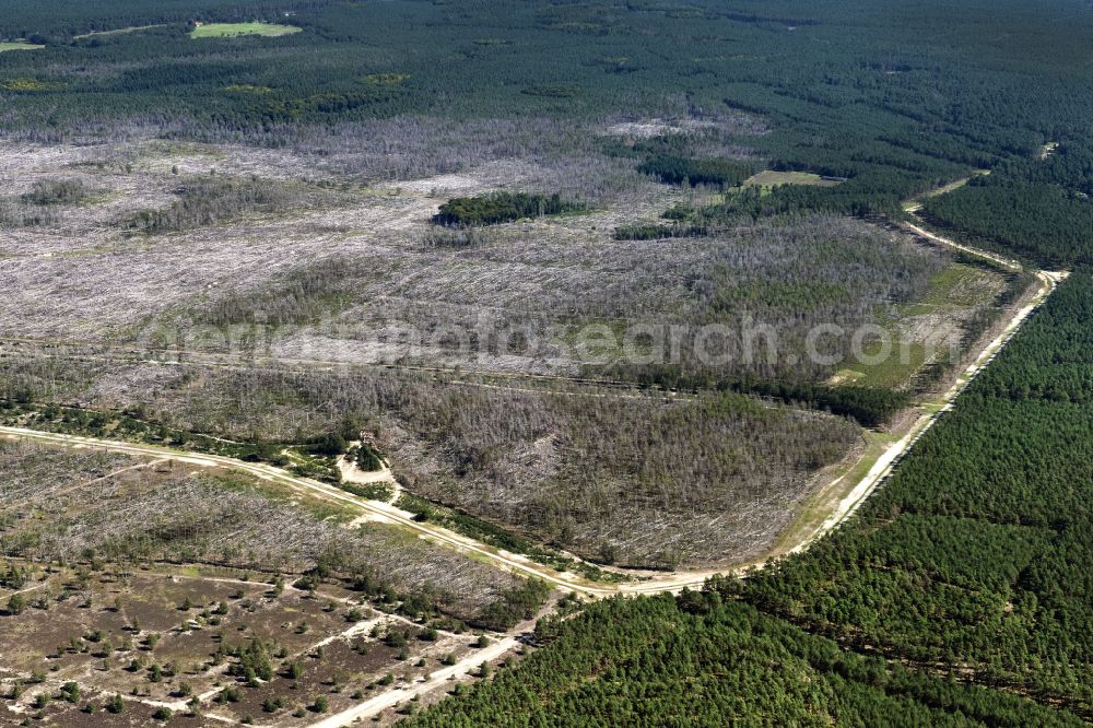 Lübtheen from above - Bald area of a cleared forest in Luebtheen in the state Mecklenburg - Western Pomerania, Germany