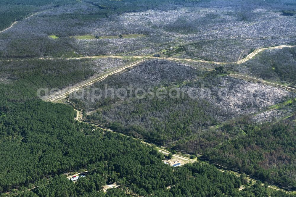 Aerial image Lübtheen - Bald area of a cleared forest in Luebtheen in the state Mecklenburg - Western Pomerania, Germany