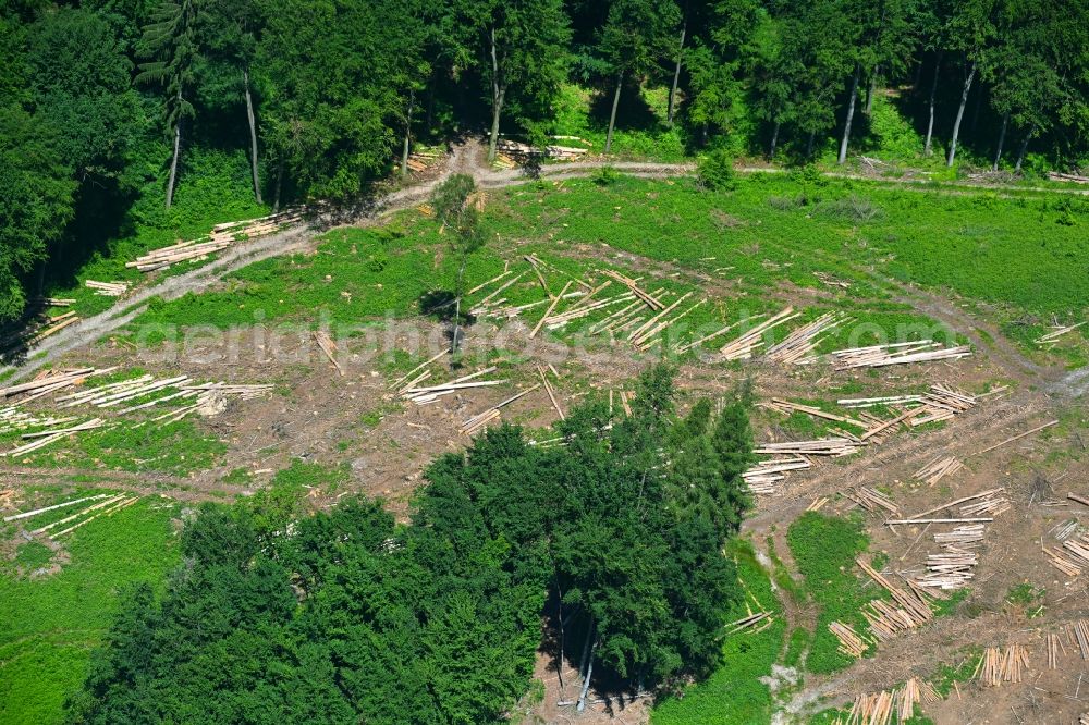 Aerial photograph Lemgo - Bald area of a cleared forest in Lemgo in the state North Rhine-Westphalia, Germany
