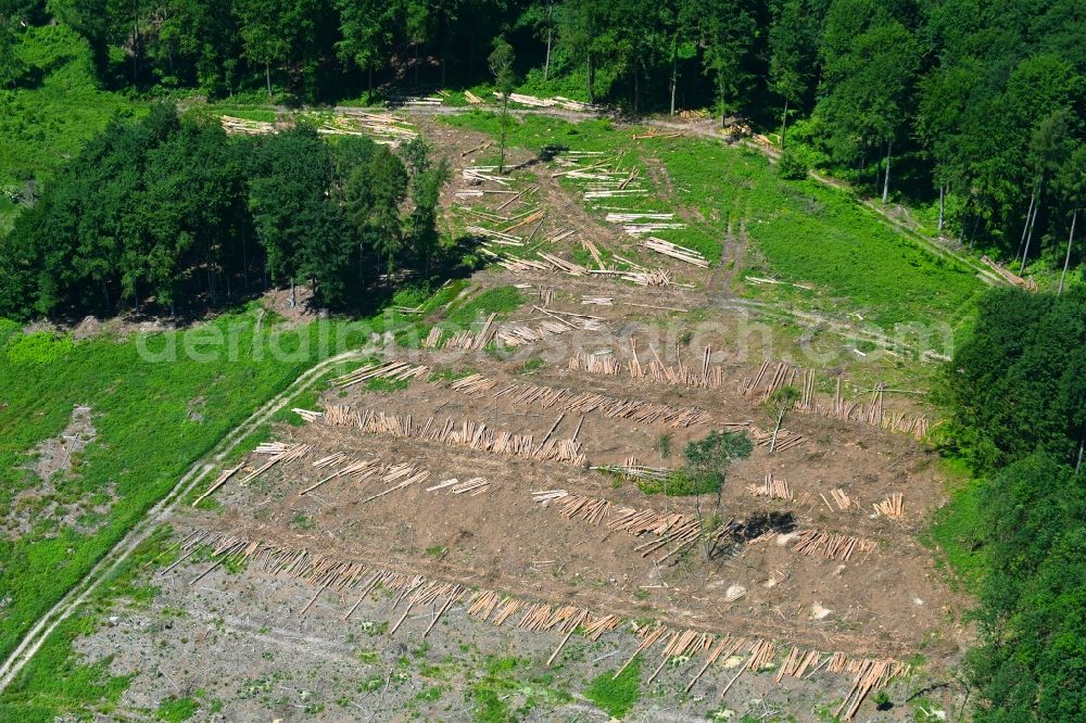 Lemgo from above - Bald area of a cleared forest in Lemgo in the state North Rhine-Westphalia, Germany