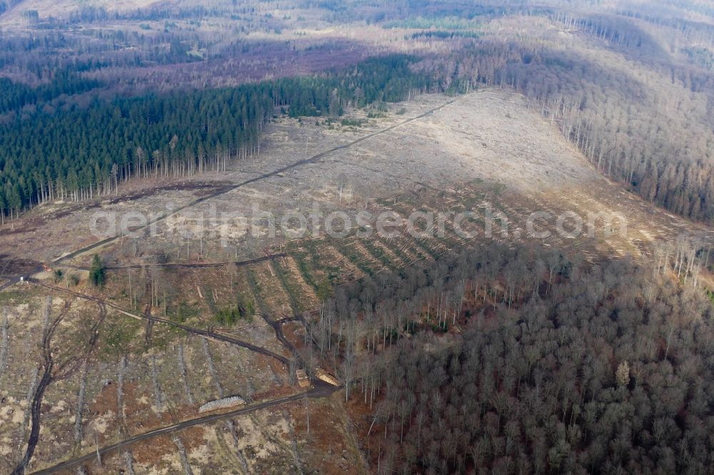 Staufenberg from the bird's eye view: Bald area of a cleared forest in Staufenberg in the state Lower Saxony, Germany