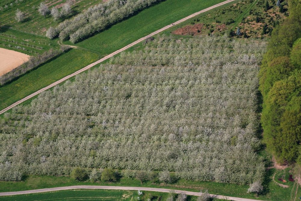 Schliengen from the bird's eye view: Rows of trees of fruit cultivation plantation in a field in Eggenertal with flowering cherry trees in springtime in Schliengen in the state Baden-Wuerttemberg, Germany