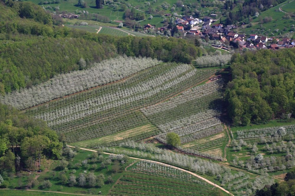 Aerial image Schliengen - Rows of trees of fruit cultivation plantation in a field in Eggenertal with flowering cherry trees in springtime in Schliengen in the state Baden-Wuerttemberg, Germany