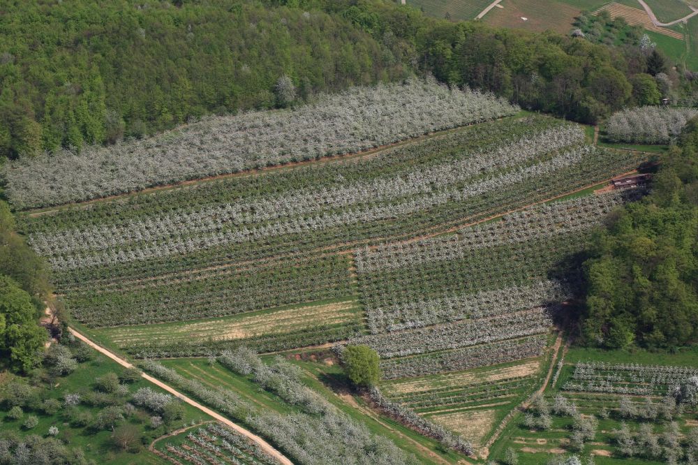 Aerial photograph Schliengen - Rows of trees of fruit cultivation plantation in a field in Eggenertal with flowering cherry trees in springtime in Schliengen in the state Baden-Wuerttemberg, Germany