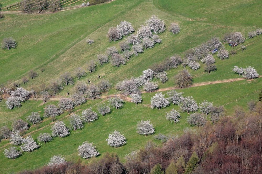Schliengen from the bird's eye view: The cherry trees bloom in spring in the orchards in the Markgraeflerland at the Schliengener district Niedereggenen in the state of Baden-Wuerttemberg. Here ripe cherries for the famous Black Forest cherry brandy