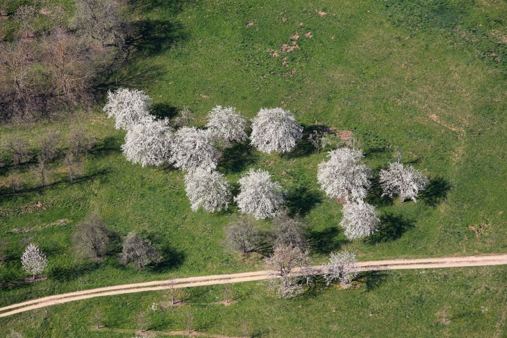 Aerial photograph Schliengen - The cherry trees bloom in spring in the orchards in the Markgraeflerland at the Schliengener district Niedereggenen in the state of Baden-Wuerttemberg. Here ripe cherries for the famous Black Forest cherry brandy