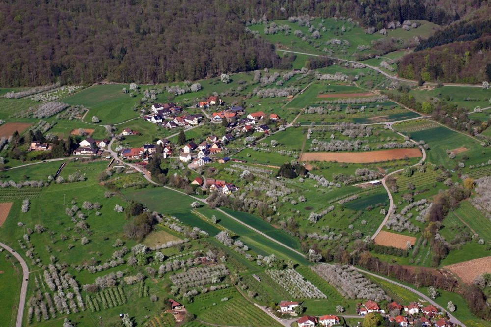 Schliengen from the bird's eye view: The cherry trees bloom in spring in the orchards in the Markgraeflerland at the Schliengener district Schallsingen in the state of Baden-Wuerttemberg. Here ripe cherries for the famous Black Forest cherry brandy