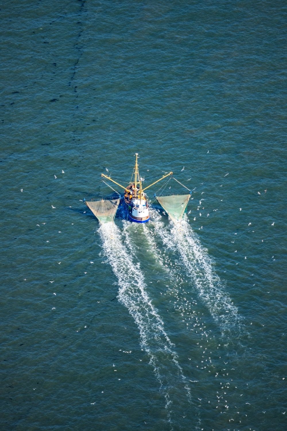 Pellworm from above - Shrimp boat on the way of North Sea in Buesum in the state Schleswig-Holstein