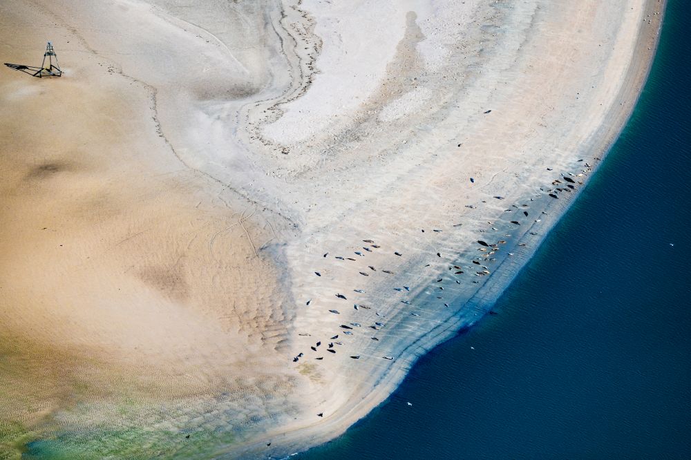 Aerial image Norderney - Coastal landscape and sandbank structures Seals and harbor seals on a sandbank Seehundbank in Norderney in the state Lower Saxony, Germany