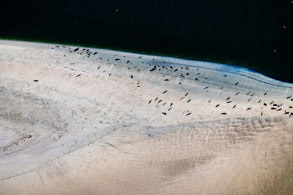 Aerial photograph Norderney - Coastal landscape and sandbank structures Seals and harbor seals on a sandbank Seehundbank in Norderney in the state Lower Saxony, Germany
