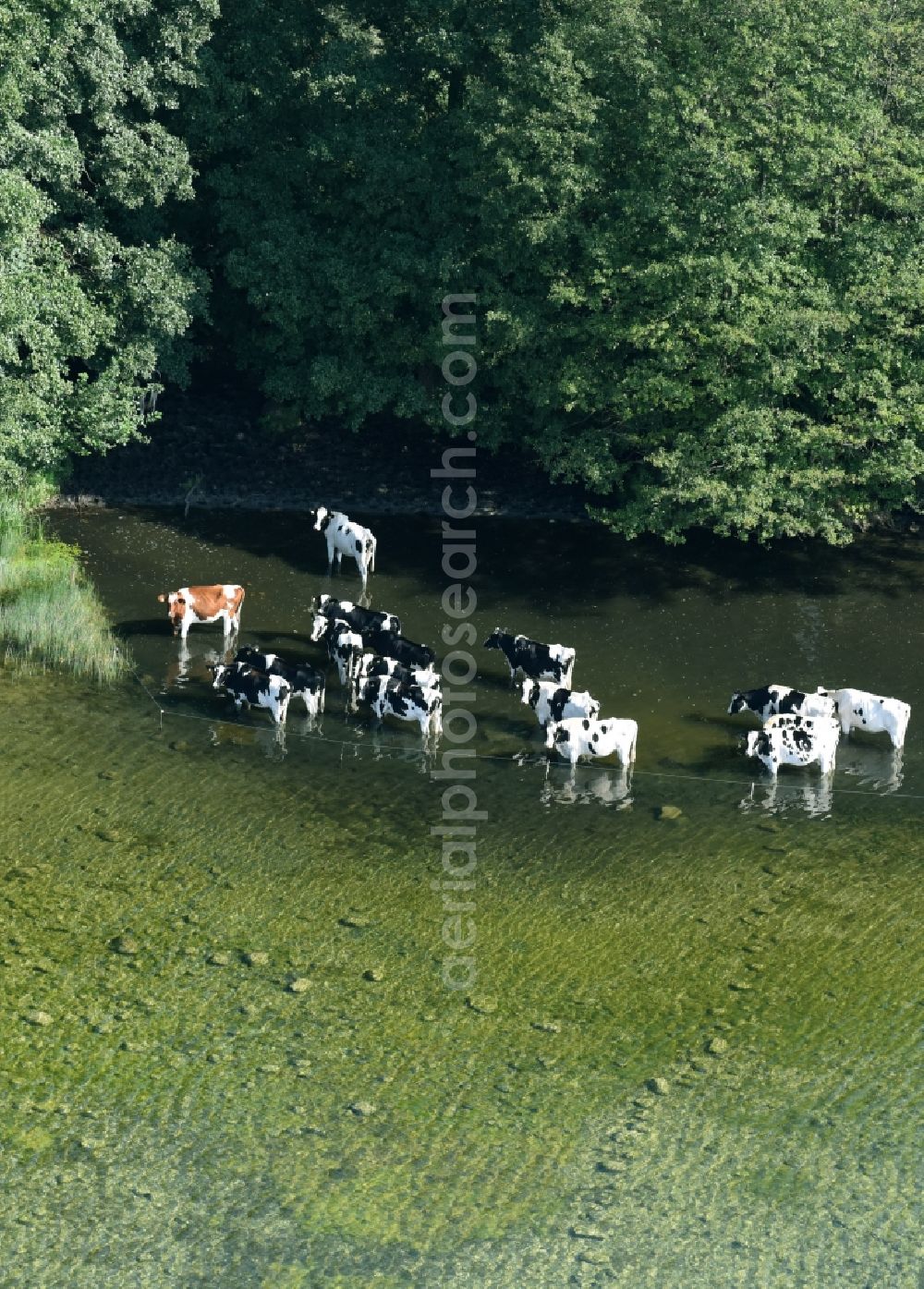 Aerial photograph Boissower - Cow herd in the water on the shore of Lake Schaalsee in Boissower in the state Mecklenburg - Western Pomerania