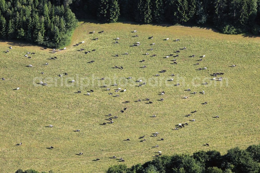 Friedrichroda from above - On a pasture at the forest edge of the Thuringian Forest in Friedrichroda in Thuringia tends a herd of cows
