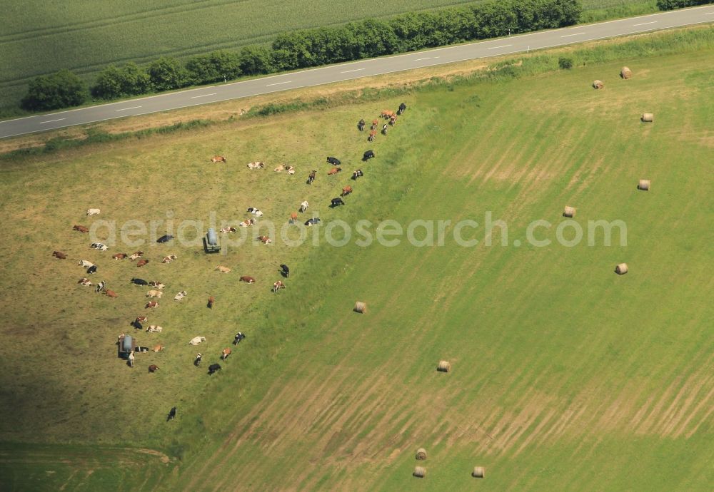 Aerial image Hohenfelden - On a pasture at Hohenfelden in Thuringia are cows. In addition, there are still straw bales on a harvested field