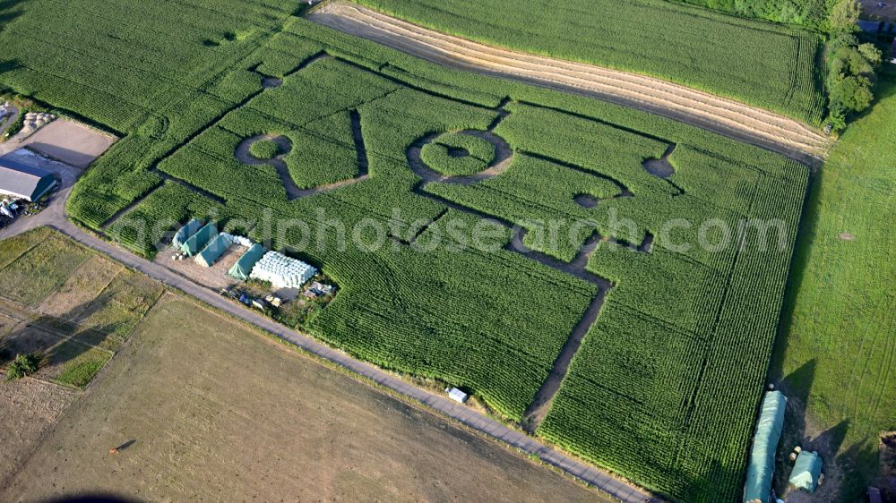 Aerial image Königswinter - Butcher's shop Klein with corn field and maze in Koenigswinter in the state North Rhine-Westphalia, Germany