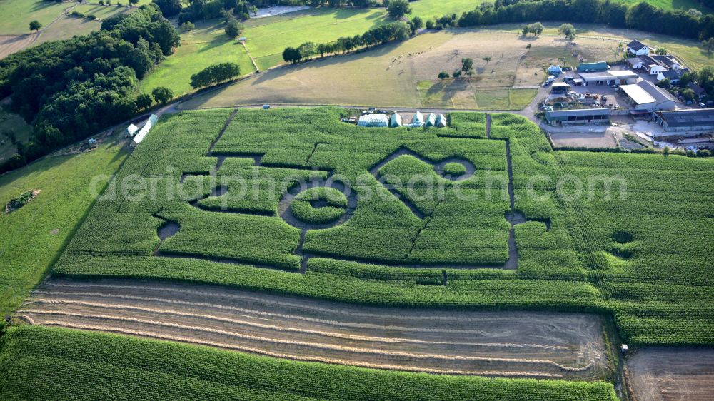 Aerial photograph Königswinter - Butcher's shop Klein with corn field and maze in Koenigswinter in the state North Rhine-Westphalia, Germany