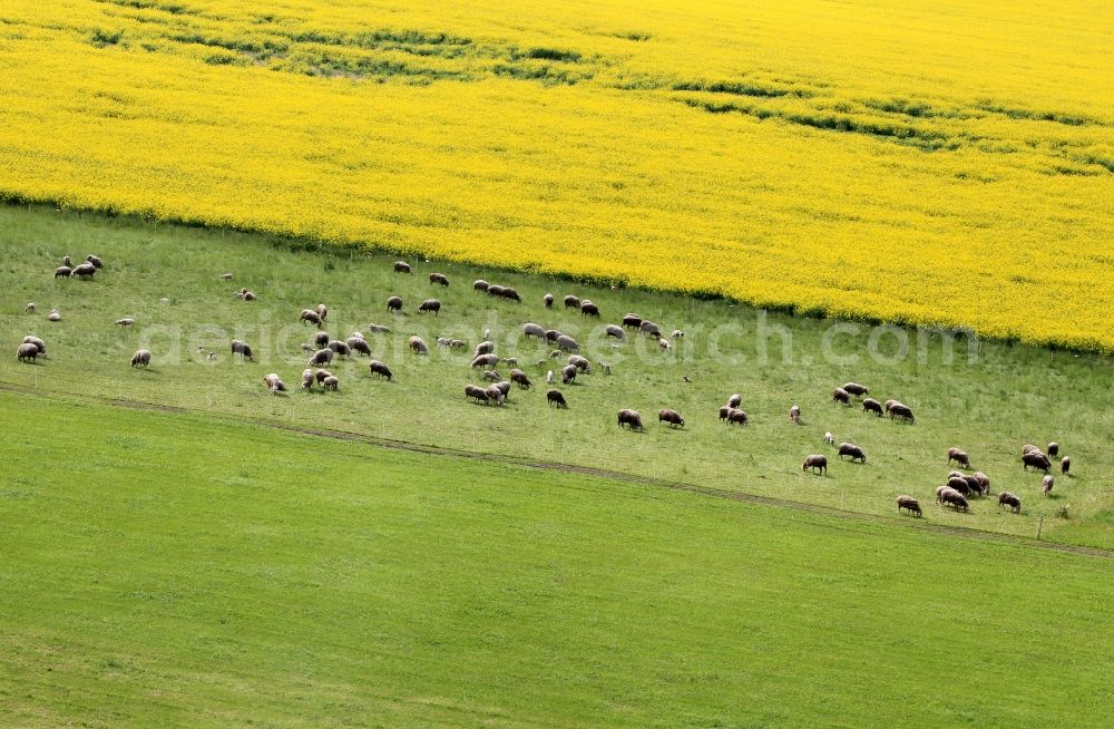Aerial image Osthausen - Landscape with flock of sheep in a meadow on a rapeseed field in Osthausen in Thuringia