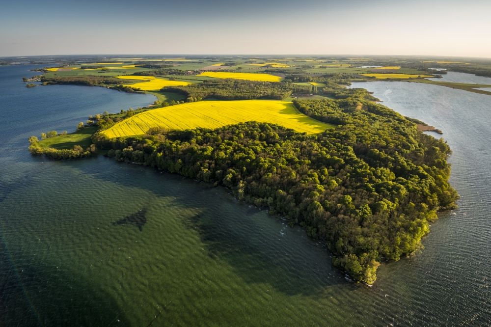 Aerial image Ludorf - A landscape with yellow flowering fields on Lake Mueritz in Ludorf in Mecklenburg - Western Pomerania