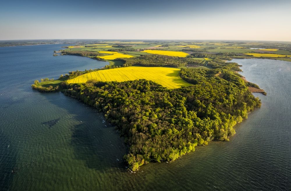 Aerial photograph Ludorf - A landscape with yellow flowering fields on Lake Mueritz in Ludorf in Mecklenburg - Western Pomerania
