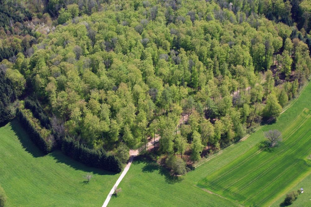 Aerial image Schwörstadt - Fresh leaves in springtime in the forest in Schwoerstadt in the state Baden-Wuerttemberg