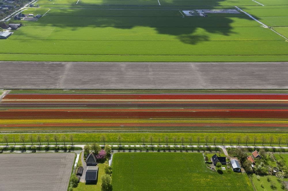 Aerial photograph Noordbeemster - Agriculture - Landscape with fields of tulips to flower production in Noordbeemster in North Holland Holland / Netherlands
