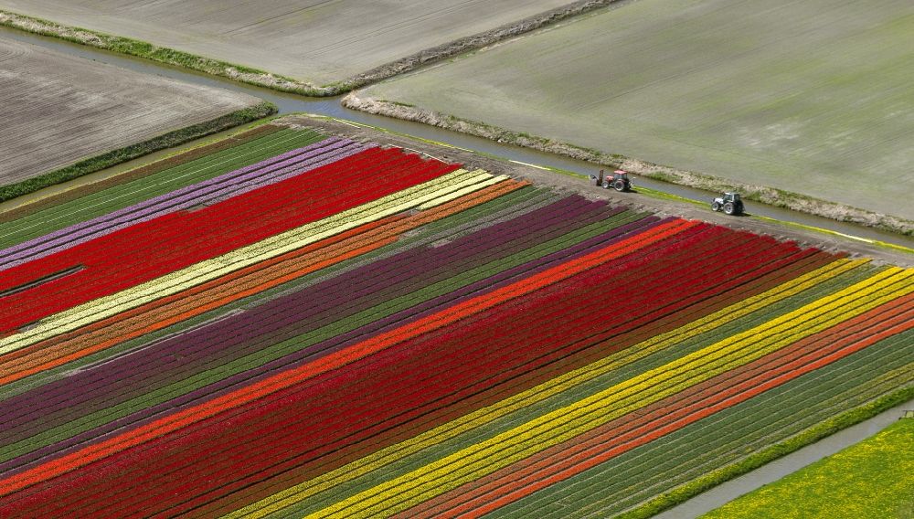 Noordbeemster from the bird's eye view: Agriculture - Landscape with fields of tulips to flower production in Noordbeemster in North Holland Holland / Netherlands