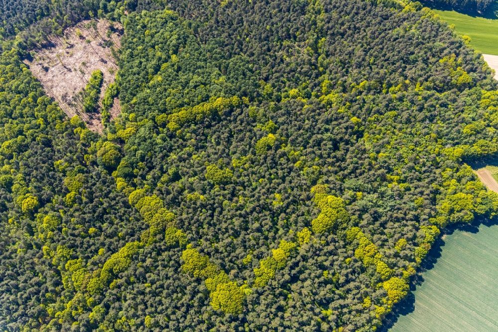 Aerial photograph Holtwick - Deciduous and mixed forest tree tops in a forest area near Holtwick in the state North Rhine-Westphalia, Germany