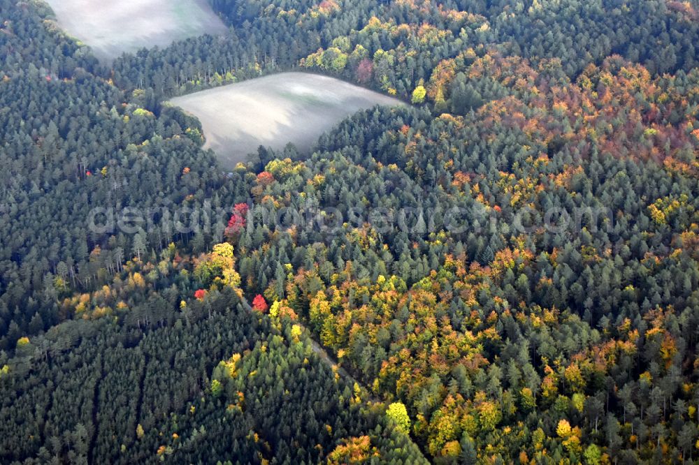 Arnstadt from above - Treetops in a forest area in Arnstadt in the state Thuringia, Germany