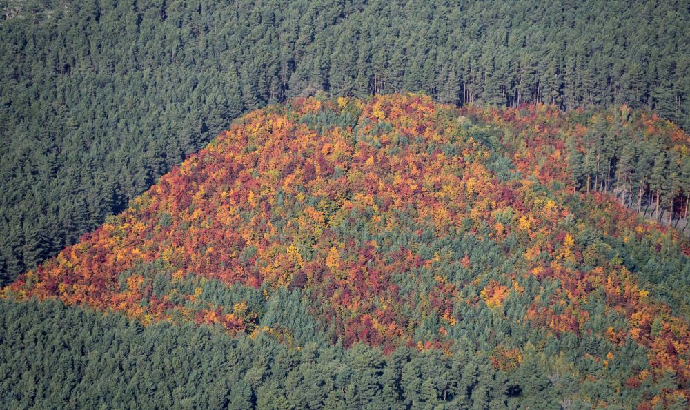 Aerial image Doberlug-Kirchhain - Treetops in a forest area at in Doberlug-Kirchhain in the state Brandenburg, Germany