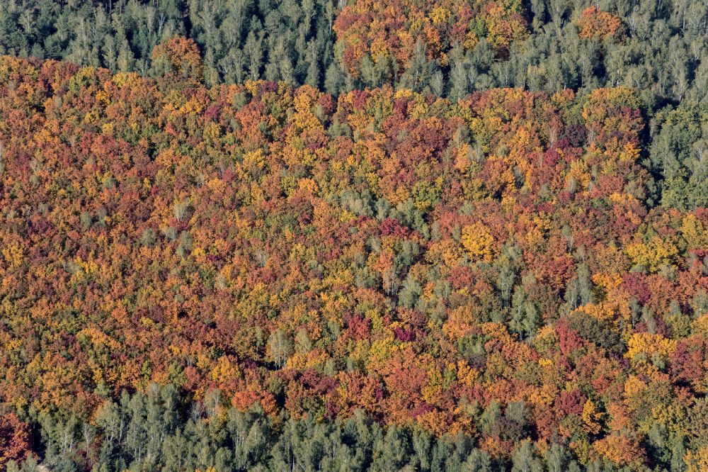 Aerial photograph Doberlug-Kirchhain - Treetops in a forest area at in Doberlug-Kirchhain in the state Brandenburg, Germany