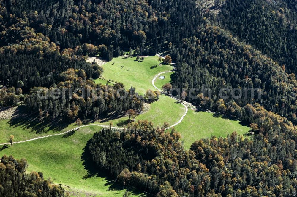Aerial photograph Türnitz - Treetops in a forest area in Tuernitz in Lower Austria, Austria