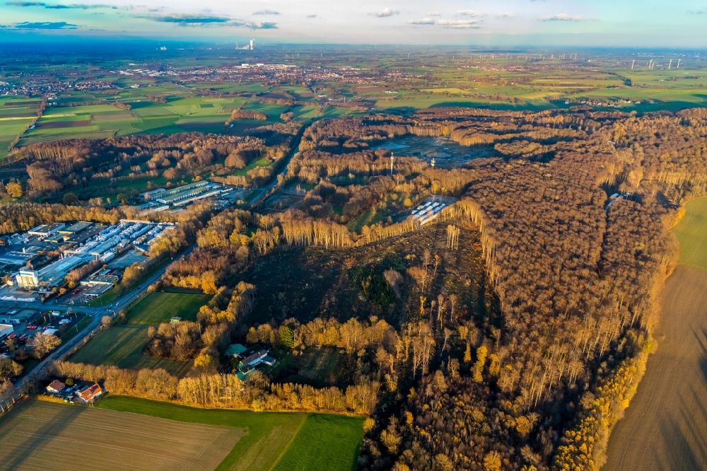 Wickede (Ruhr) from the bird's eye view: Aerial view of the renaturation through afforestation of young trees in the forest area in Wickede (Ruhr) on the main road on the city boundary to Werl in the federal state of North Rhine-Westphalia, Germany