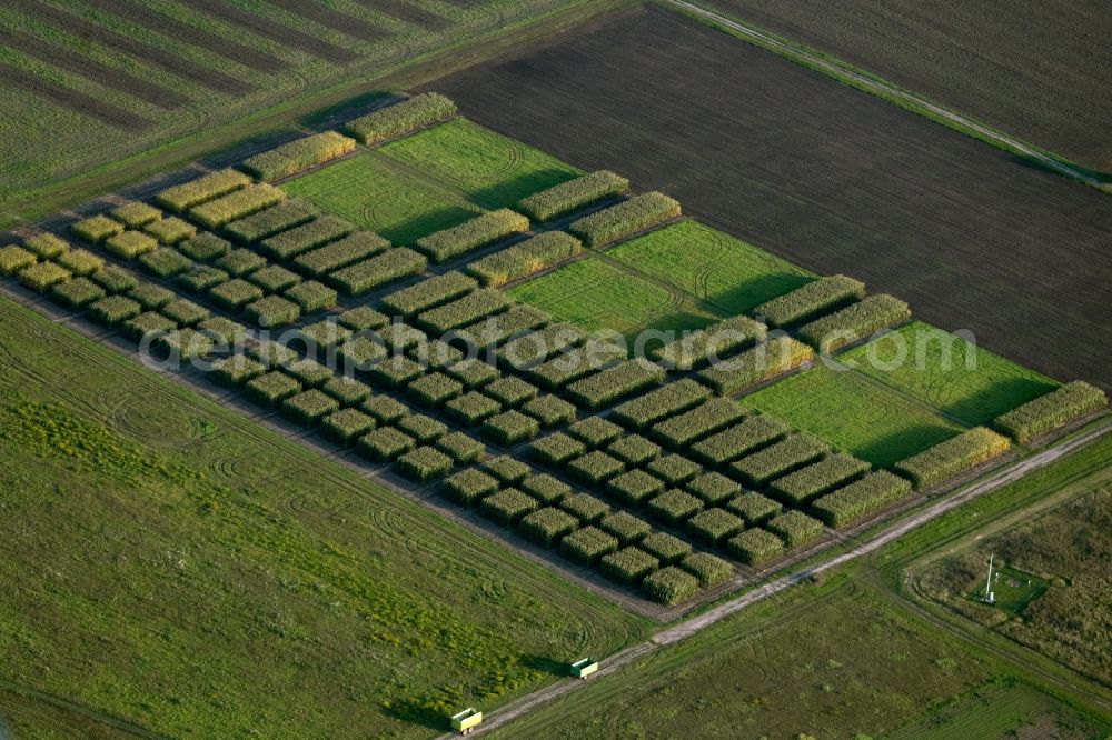 Aerial photograph Teutschenthal - Maize crop on a grain storage and storage area of an agricultural in Teutschenthal in the state Saxony-Anhalt, Germany