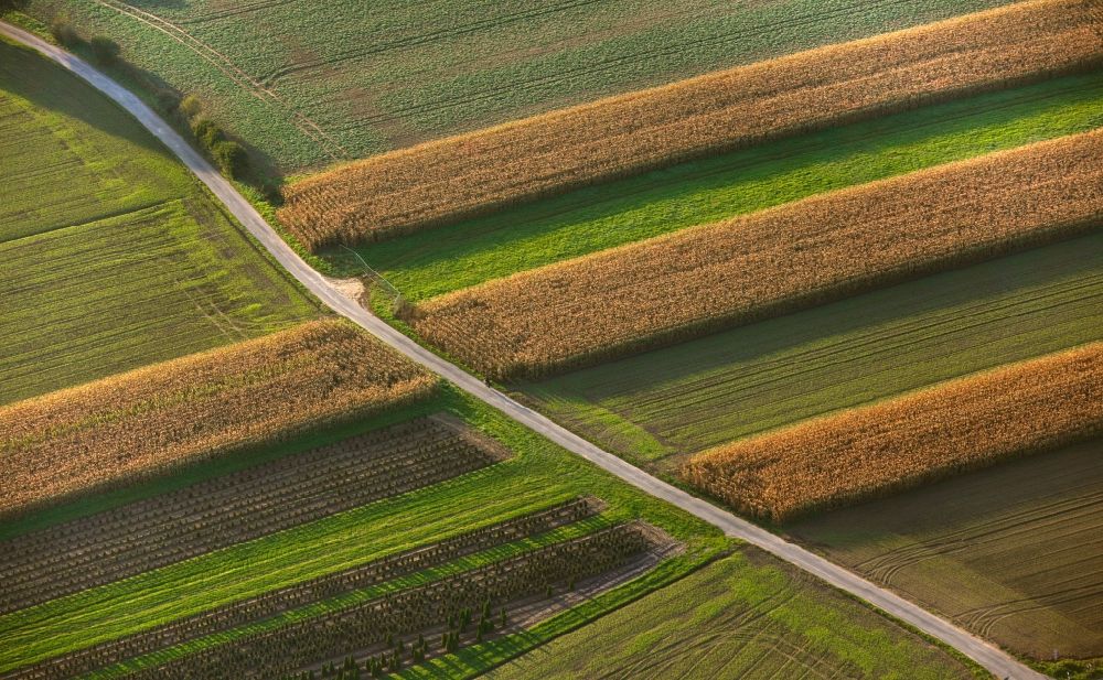 Oer-Erkenschwick from the bird's eye view: View of cornfields in Oer-Erkenschwick in the state North Rhine-Westphalia