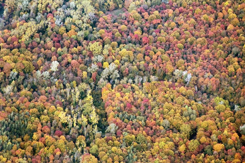 Aerial photograph Weisweil - Sea colorful colored leaves on the treetops in an autumnal deciduous tree - woodland near weisweil in the state Baden-Wuerttemberg