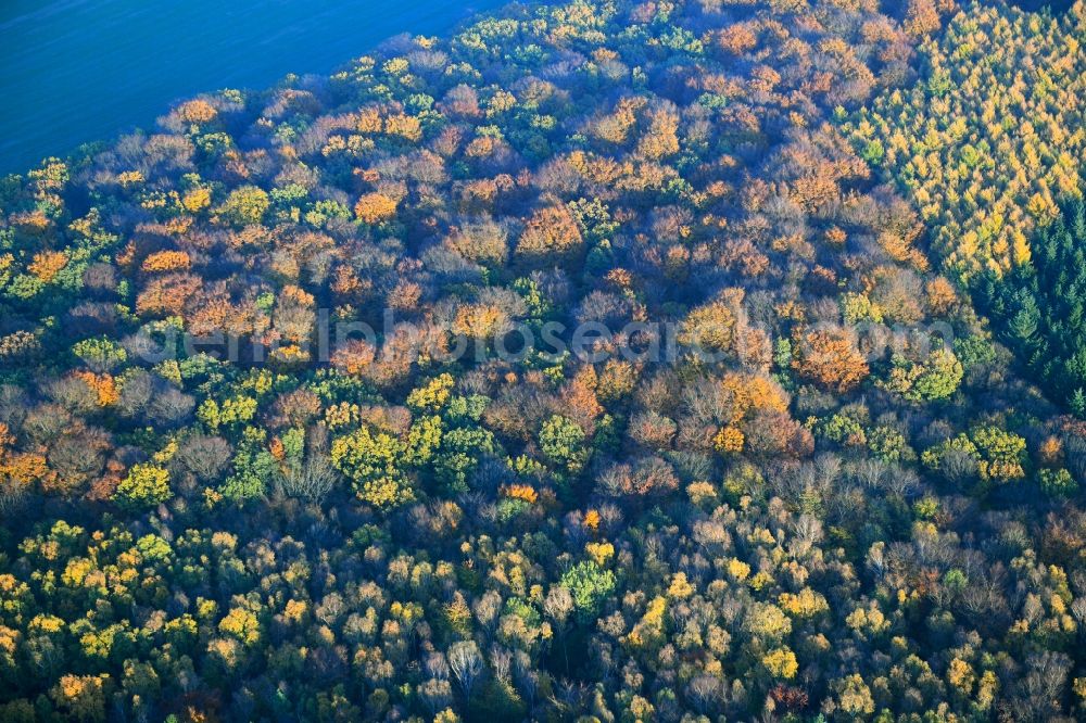 Aerial photograph Gültz - Sea colorful colored leaves on the treetops in an autumnal deciduous tree - woodland in Gueltz in the state Mecklenburg - Western Pomerania, Germany
