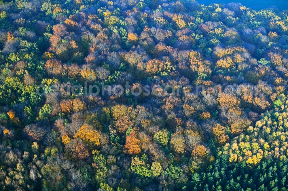 Aerial image Gültz - Sea colorful colored leaves on the treetops in an autumnal deciduous tree - woodland in Gueltz in the state Mecklenburg - Western Pomerania, Germany