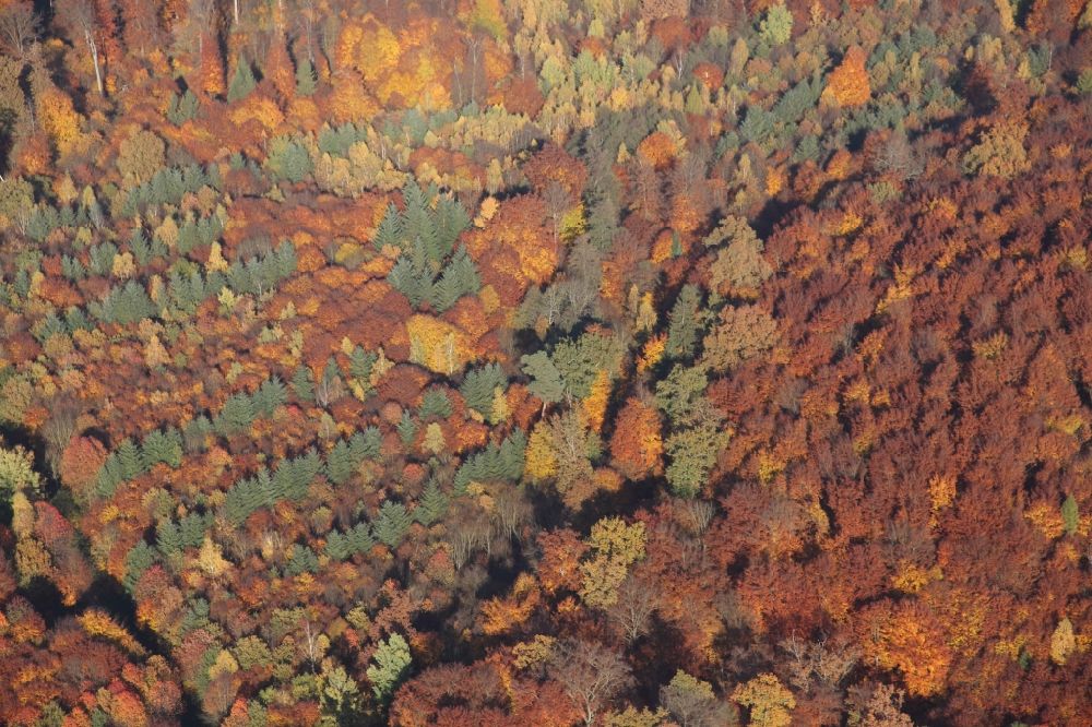 Aerial photograph Mörfelden-Walldorf - Sea colorful colored leaves on the treetops in an autumnal deciduous tree - woodland in Moerfelden-Walldorf in the state Hesse
